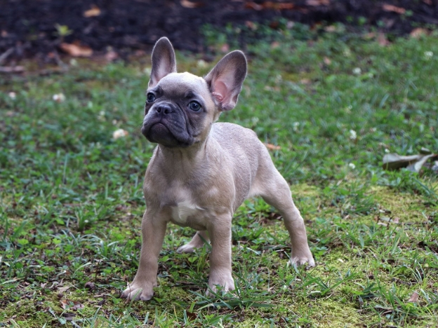 frenchton puppies