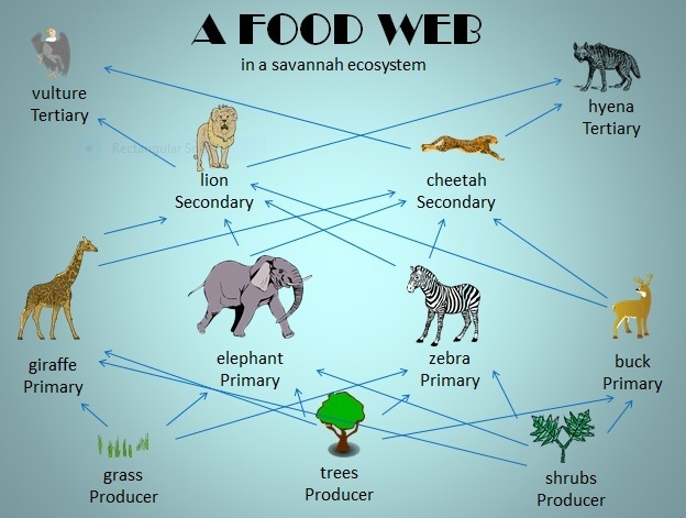 list of animals and their food habits