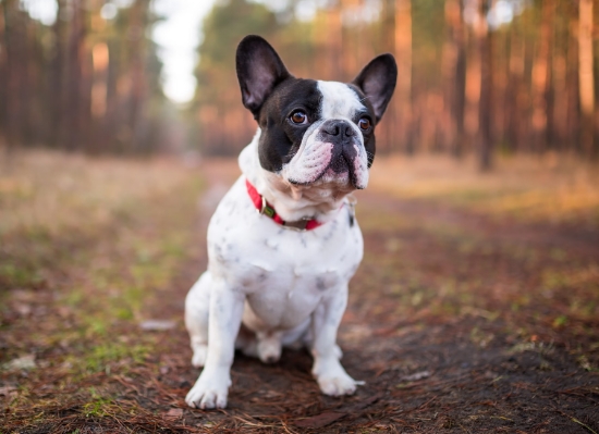 frenchies for adoption