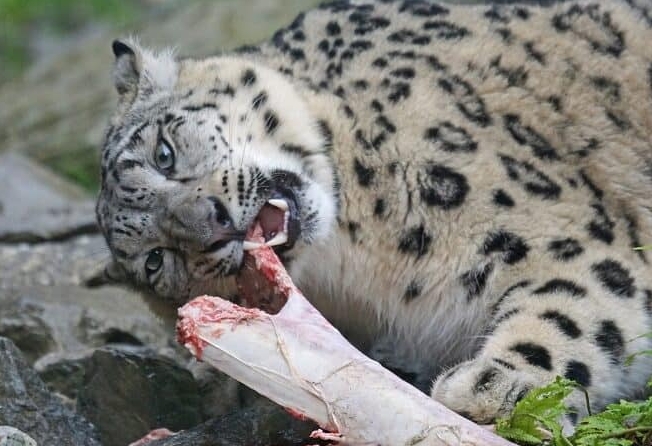 snow leopard food habits