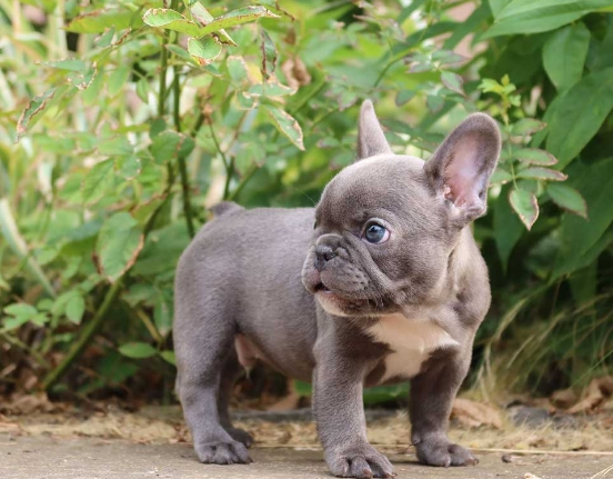 mini frenchie
