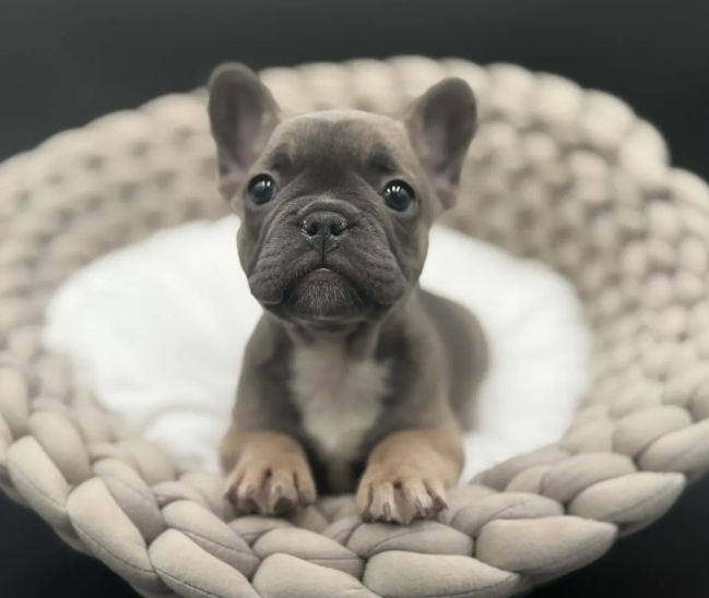 reputable french bulldog breeders