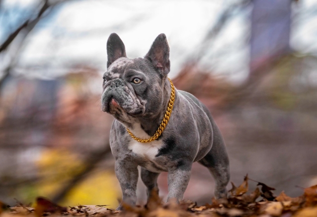 blue merle french bulldog