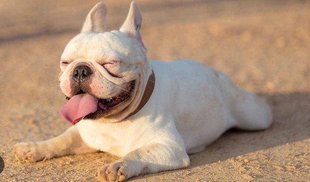 white french bulldog