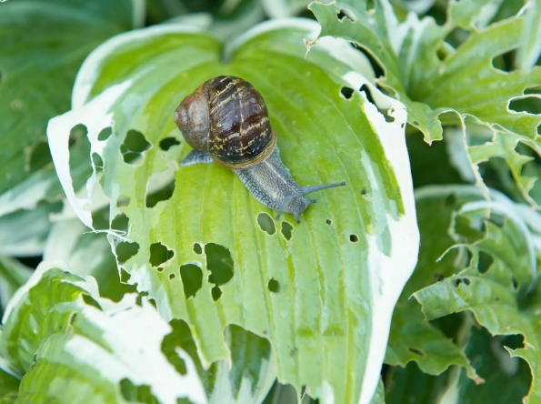 snail eating habits