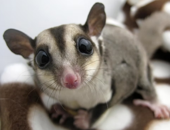 sugar glider habits