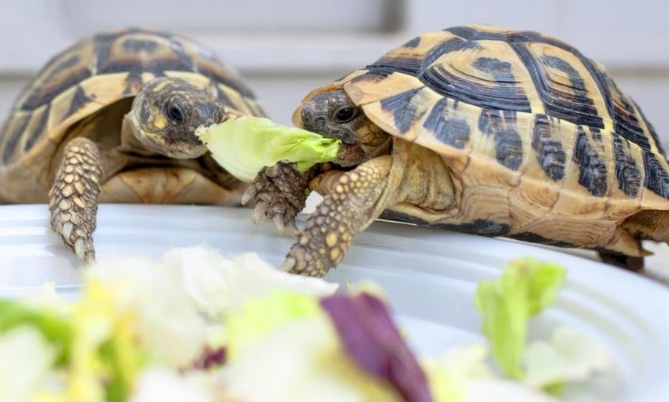 turtle food habits