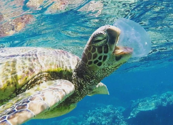 turtle feeding habits