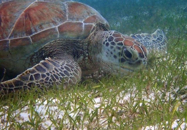turtles diet and eating habits