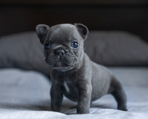 gray french bulldog puppy