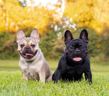 exotic frenchies