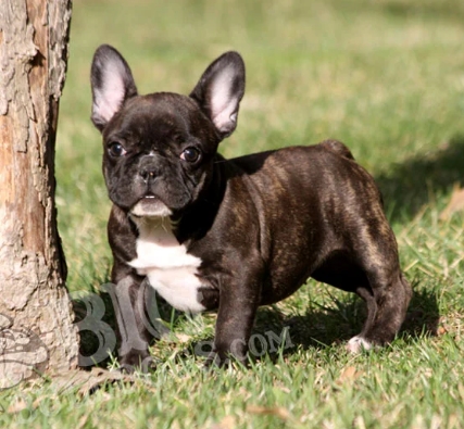 brindle french bulldog puppies