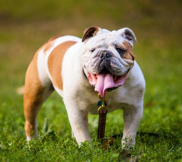 bulldog shelter
