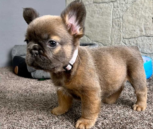 french bulldog fluffy price
