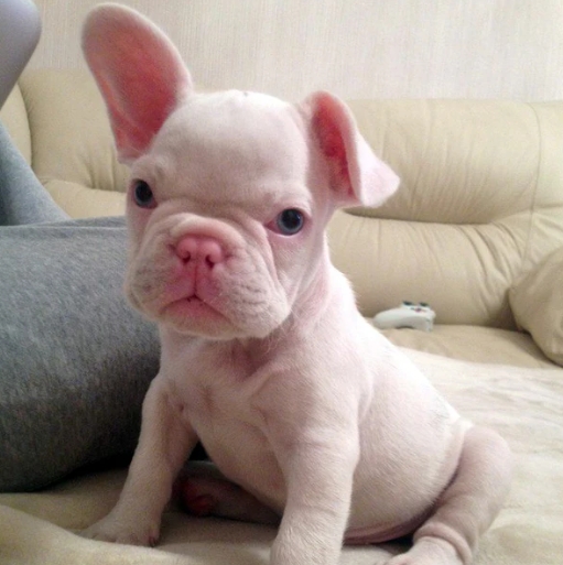 pink french bulldog price
