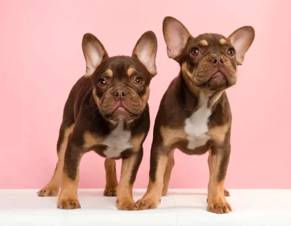 aggressive french bulldog