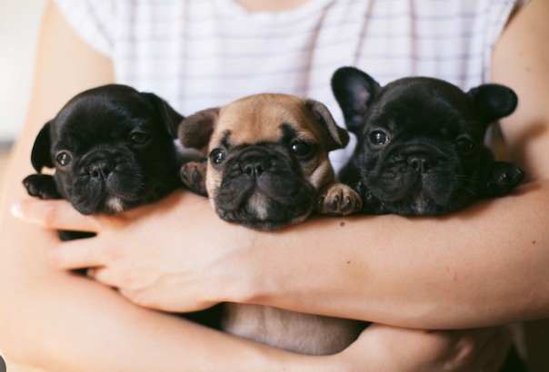 3 week old french bulldog