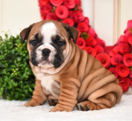 bulldog puppy price