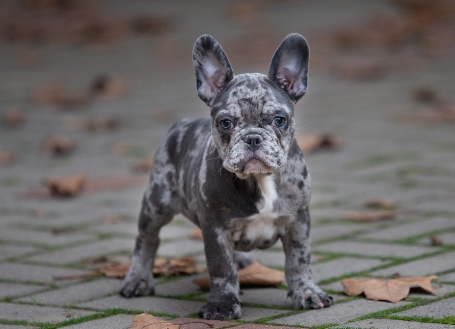 grey french bulldog puppy