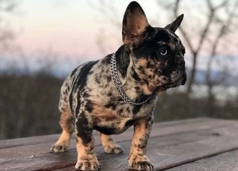 merle frenchie