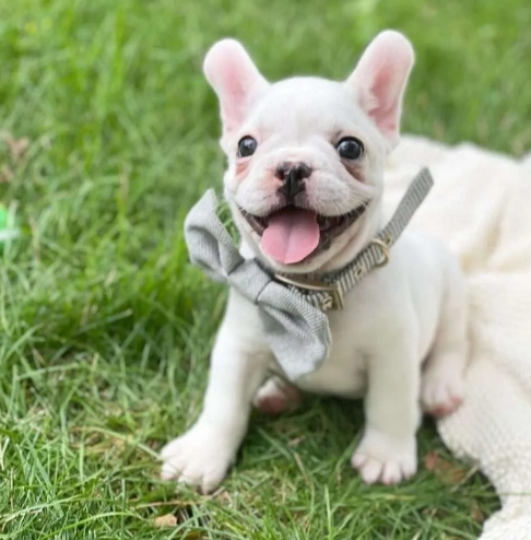 white frenchie puppy