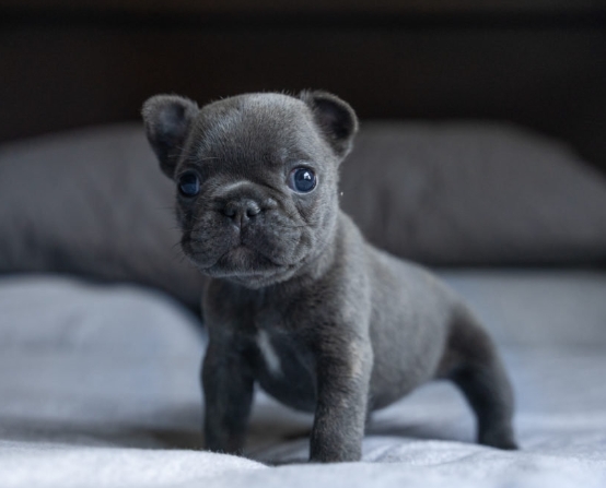 micro frenchie