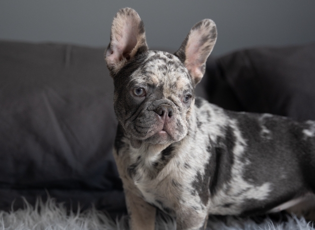 silver french bulldog