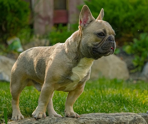 average price of a french bulldog