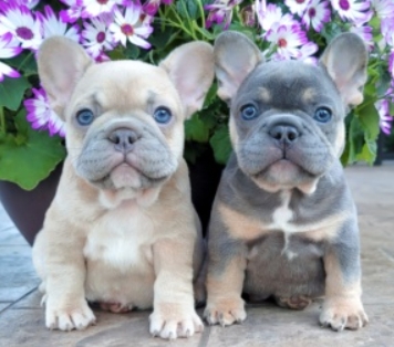luxurious french bulldogs