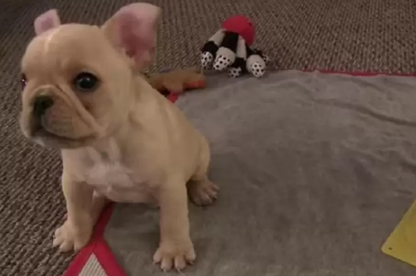 3 month old french bulldog