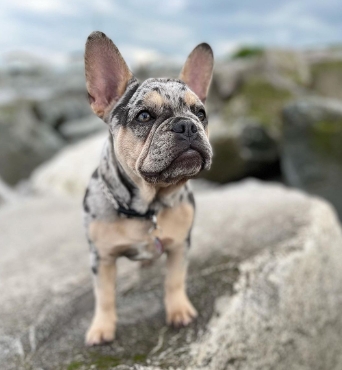 lilac merle frenchie