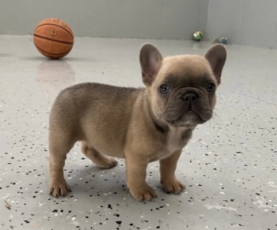 blue fawn french bulldog