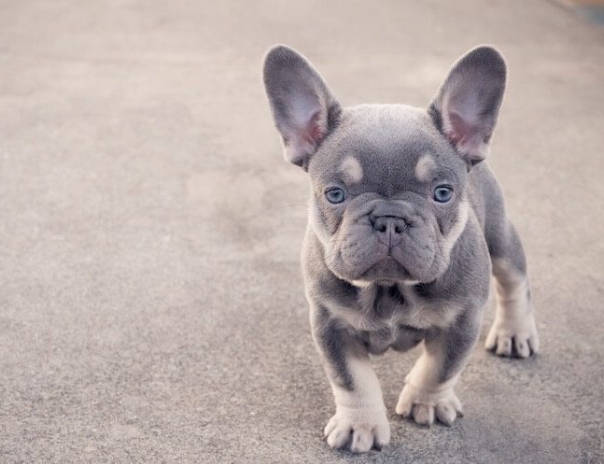 micro mini french bulldog