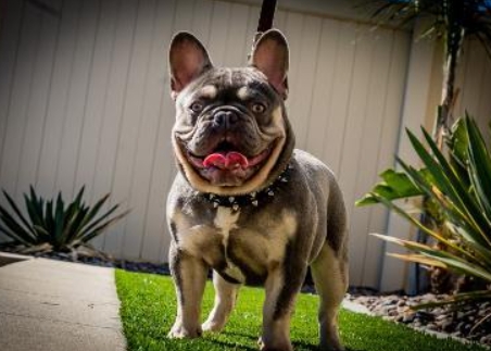 royal frenchies