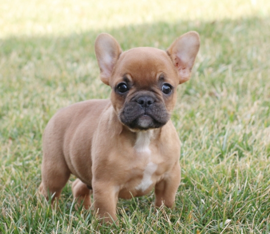 frenchie puppies cost