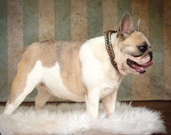 lilac fawn french bulldog