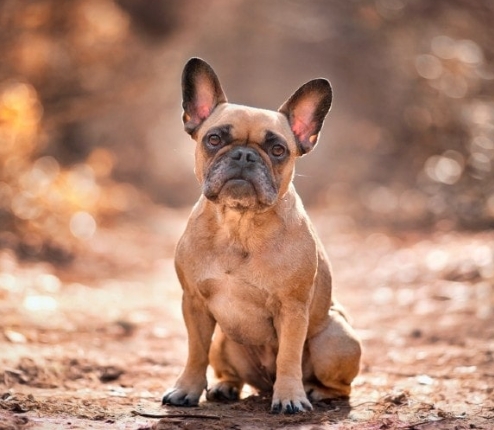 fawn french bulldog puppy