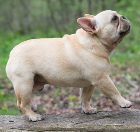 cream french bulldog