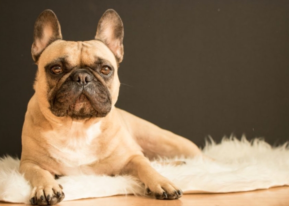 brown french bulldog