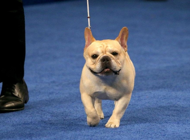 2022 thanksgiving dog show