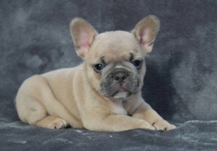 frug puppies
