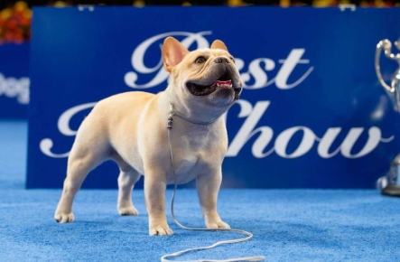 2022 national dog show