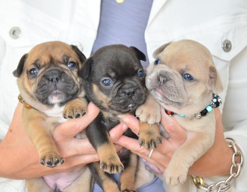 2 month old french bulldog