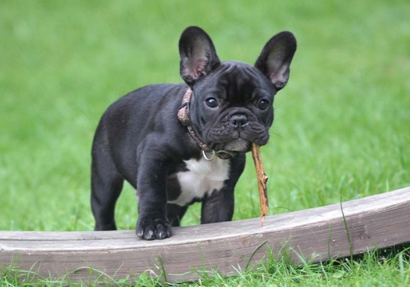 cute french bulldog