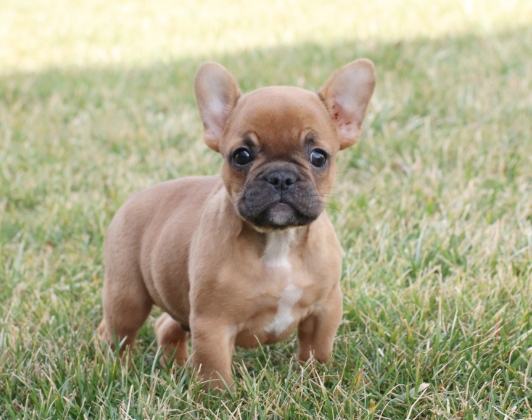 french bulldog studs near me
