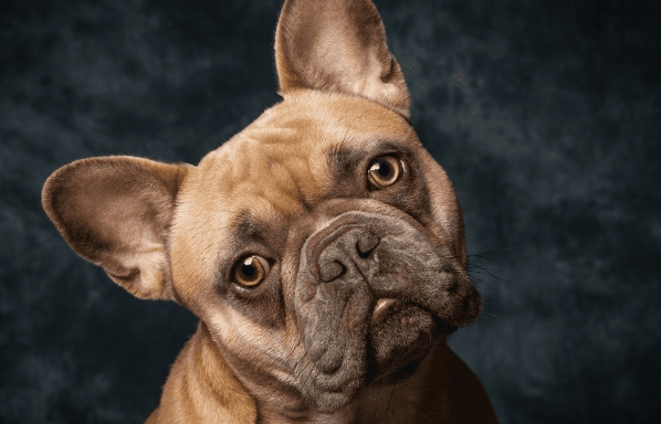 andyʼs french bulldogs