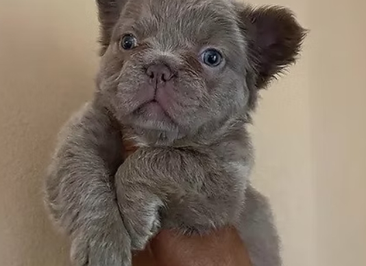 french bulldog fluffy