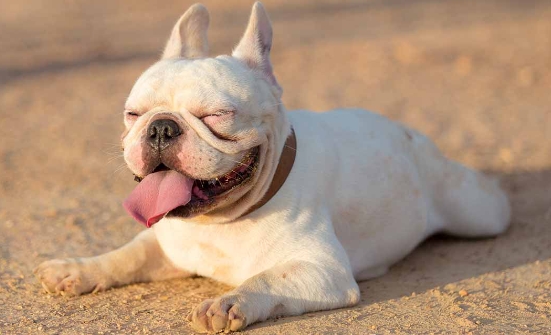 white frenchie