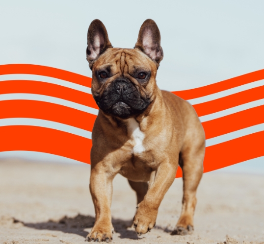 french bulldog prices 2022