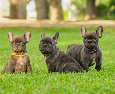 chocolate french bulldog